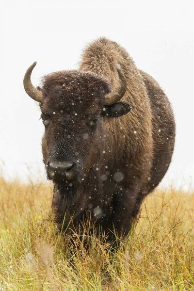 South Dakota, Custer SP Bison and snowflakes